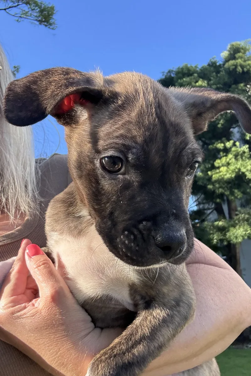 Shepherd thumbnail 4