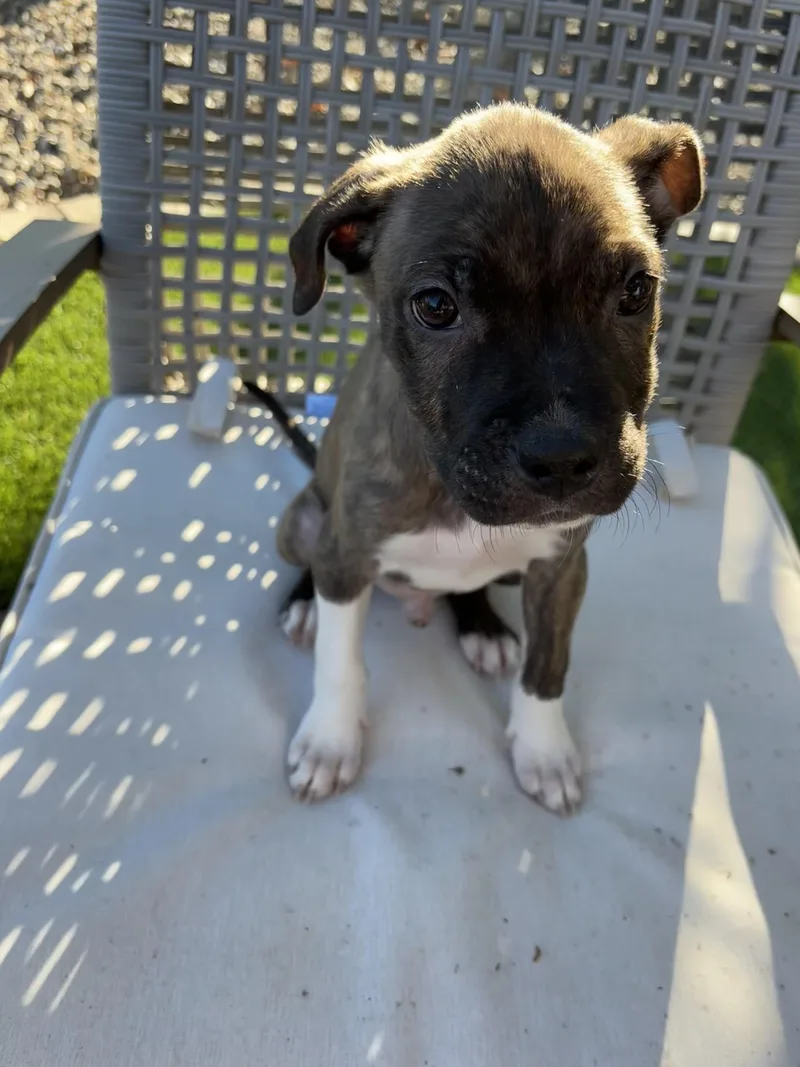 A baby medium-sized male Brindle Pit Bull Terrier dog named Shepherd for adoption in Carlsbad, CA