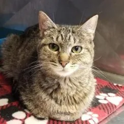 A young medium-sized female Torbie Domestic Short Hair cat named Luna for adoption in Greensburg, PA