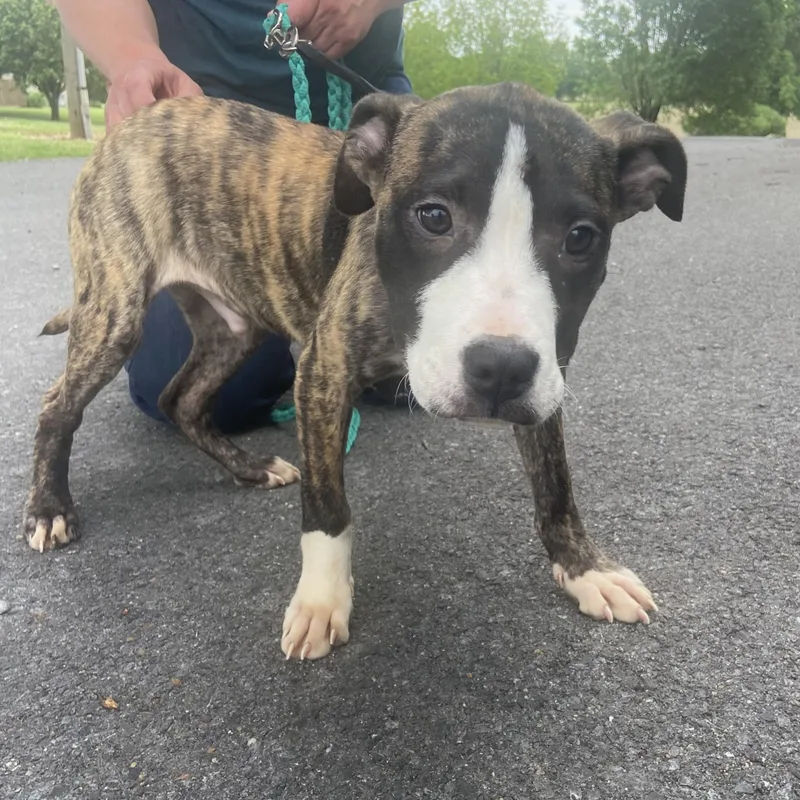 Stumpy Spunky thumbnail 2