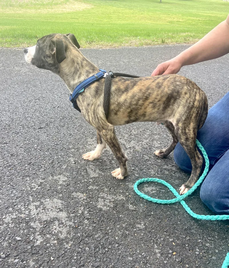 Stumpy Spunky thumbnail 3