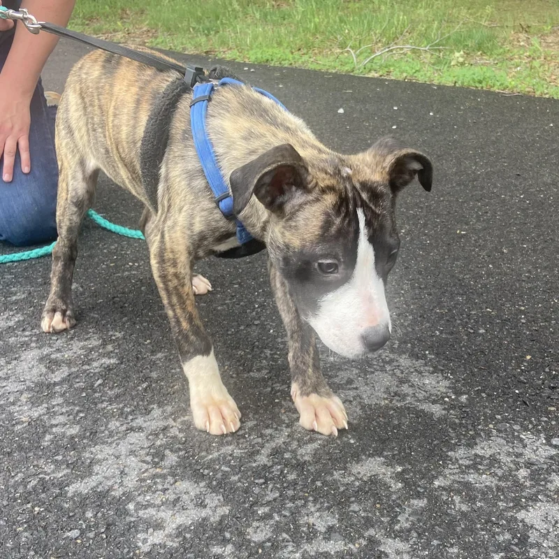 Stumpy Spunky thumbnail 4