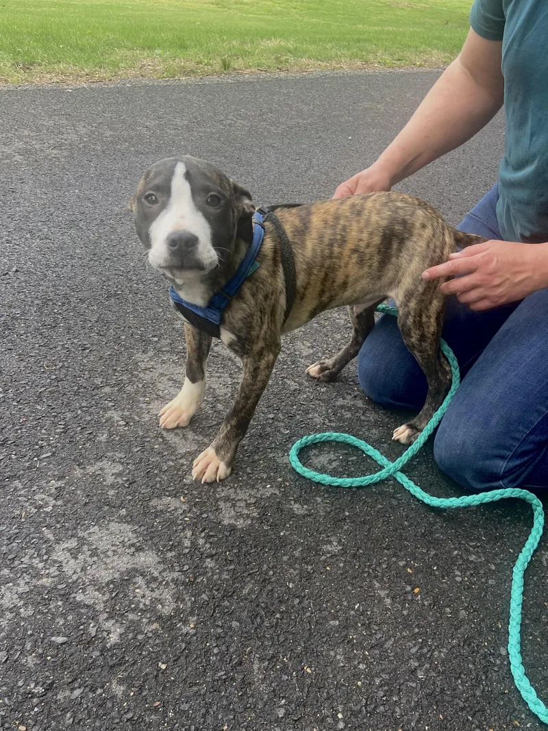 Stumpy Spunky thumbnail 5