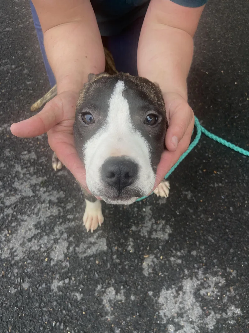 A baby medium-sized male Brindle Shepherd dog named Stumpy Spunky for adoption in Andover, MA