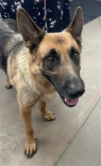 An adult large-sized female German Shepherd Dog dog named Portia for adoption in Dallas, TX