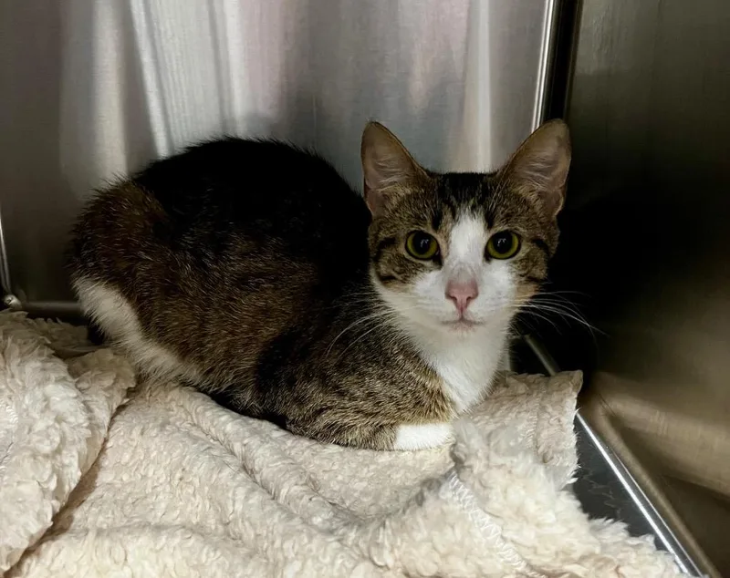 A young medium-sized female Domestic Short Hair cat named Tara for adoption in Clinton, SC