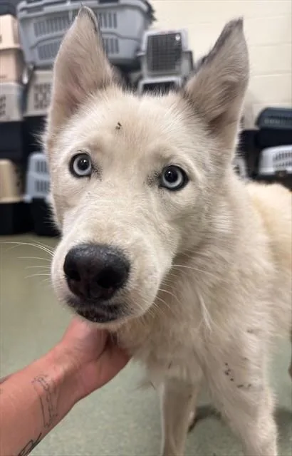 A young medium-sized female Siberian Husky dog named Snow for adoption in Lees Summit, MO