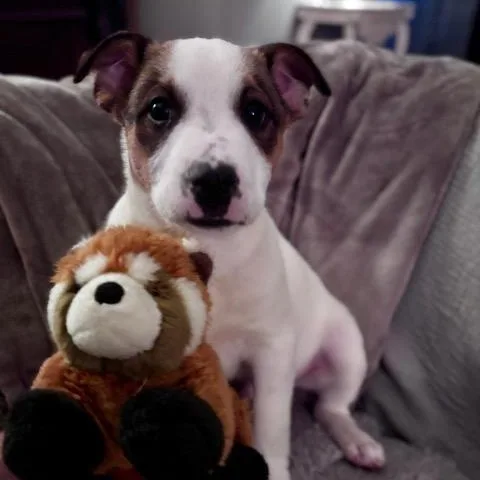 A baby medium-sized male White / Cream Australian Cattle Dog / Blue Heeler dog named Panda for adoption in Manhasset, NY