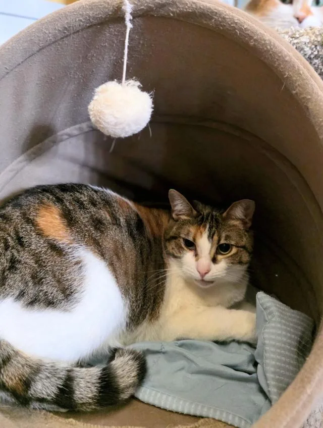 A young medium-sized female Domestic Short Hair cat named Badu for adoption in Chicago, IL