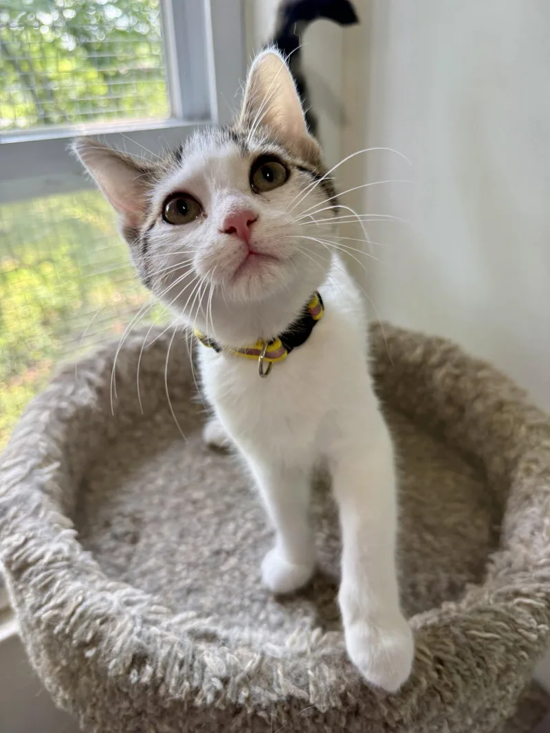 A baby small-sized female White Domestic Short Hair cat named Dolly for adoption in Ashland, OH