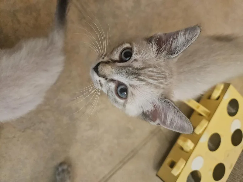 A baby small-sized female Siamese cat named Desidora for adoption in Austin, TX