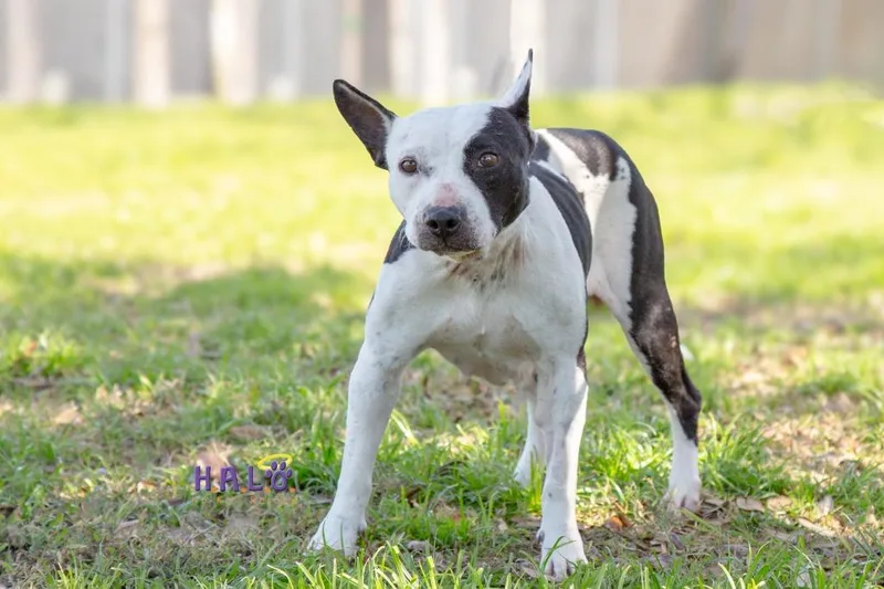 A senior large-sized female Bull Terrier dog named Bluebell for adoption in Sebastian, FL