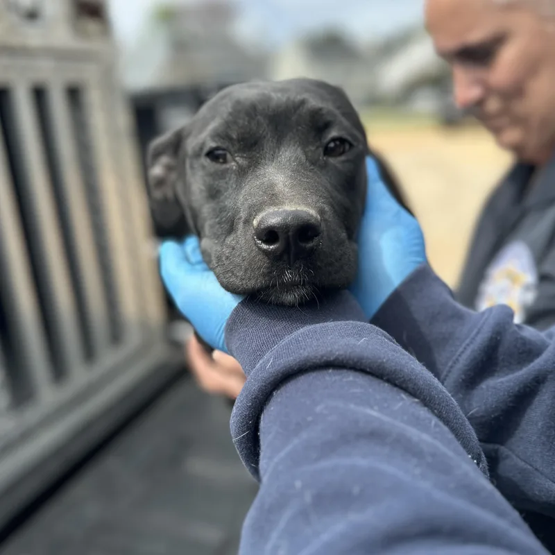 A young medium-sized female White / Cream Catahoula Leopard Dog dog named Landscaper for adoption in Columbia, SC