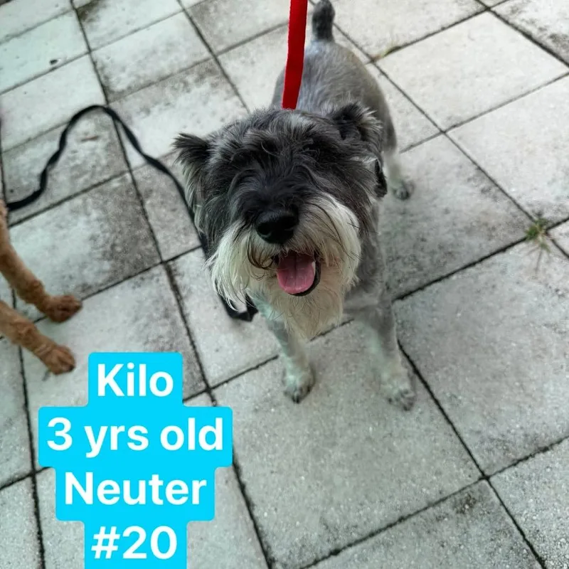 Kilo