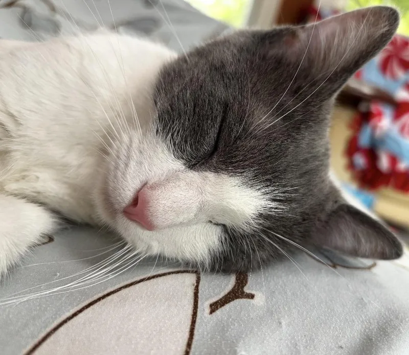 A young medium-sized female Gray & White Domestic Short Hair cat named Kiki for adoption in Maineville, OH