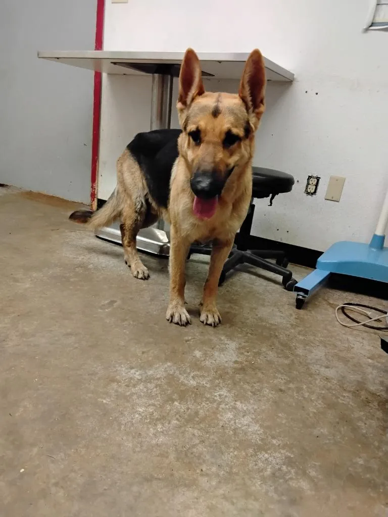 An adult large-sized male Shepherd dog named Dante for adoption in Lockhart, TX