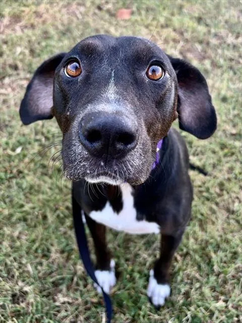 An adult medium-sized female Mixed Breed dog named Mattie for adoption in Statesville, NC