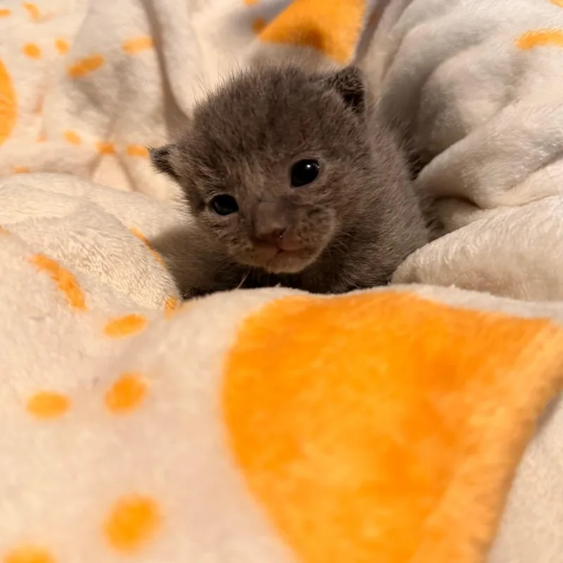 A baby small-sized male Black Domestic Short Hair cat named Tango for adoption in Austin, TX