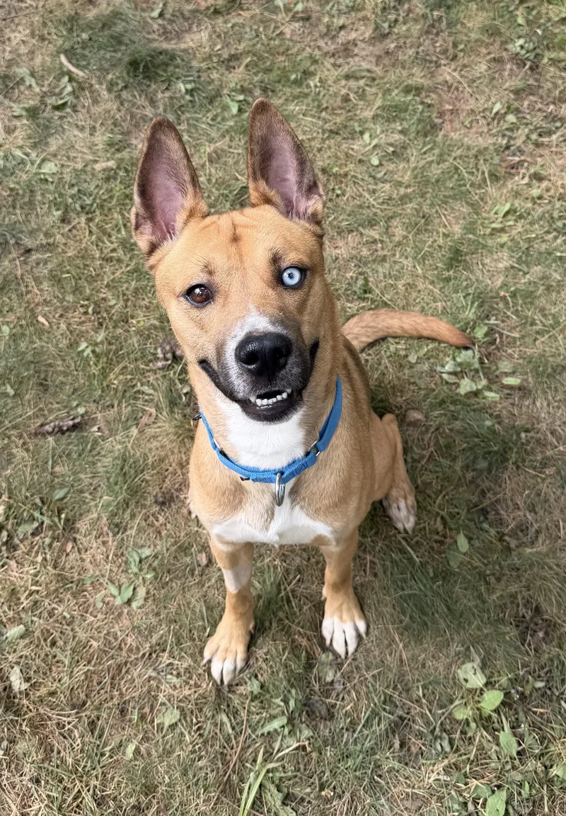 An adult medium-sized male Brown / Chocolate Mixed Breed dog named Ambrosius for adoption in Vassalboro, ME