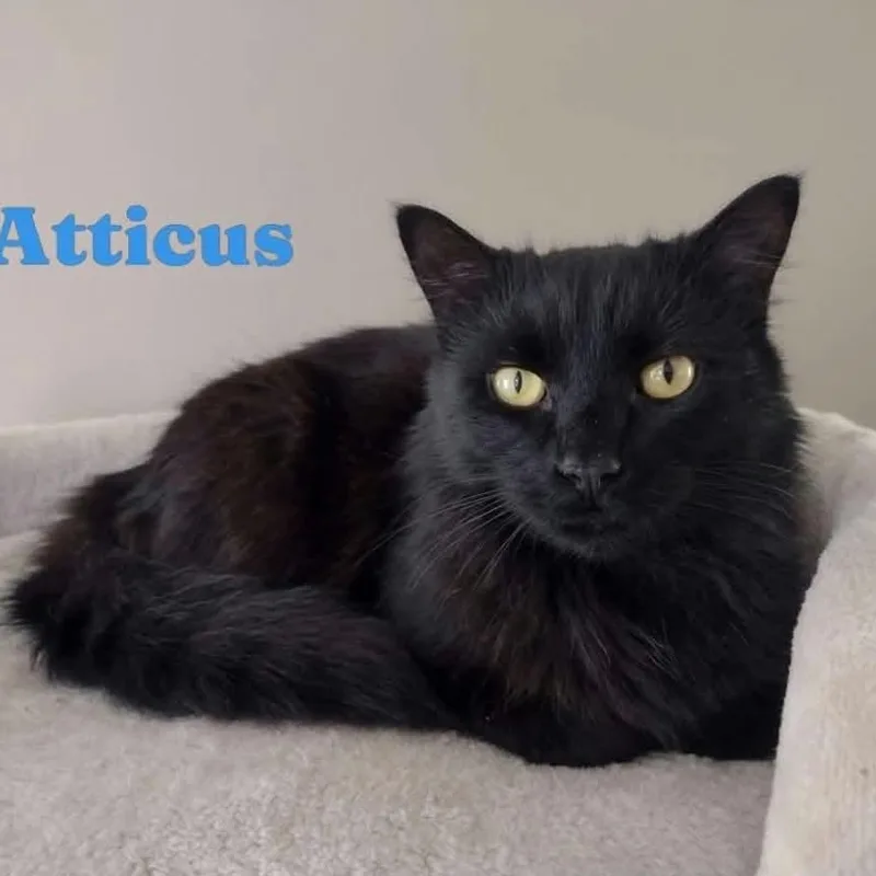 Atticus thumbnail 2