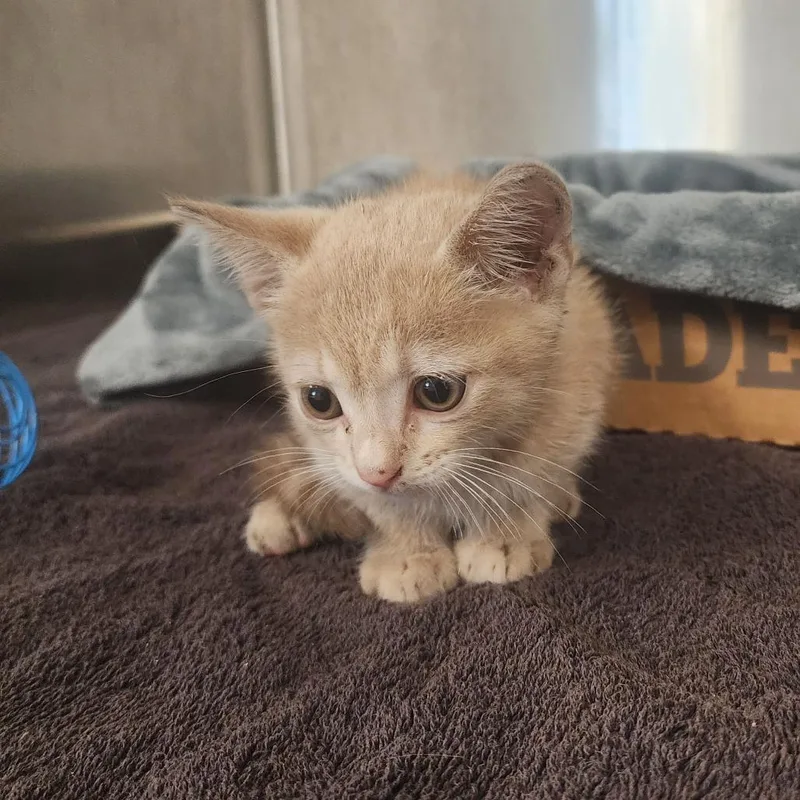 A baby small-sized male Buff / Tan / Fawn Domestic Short Hair cat named Captain Crunch for adoption in Evensville, TN