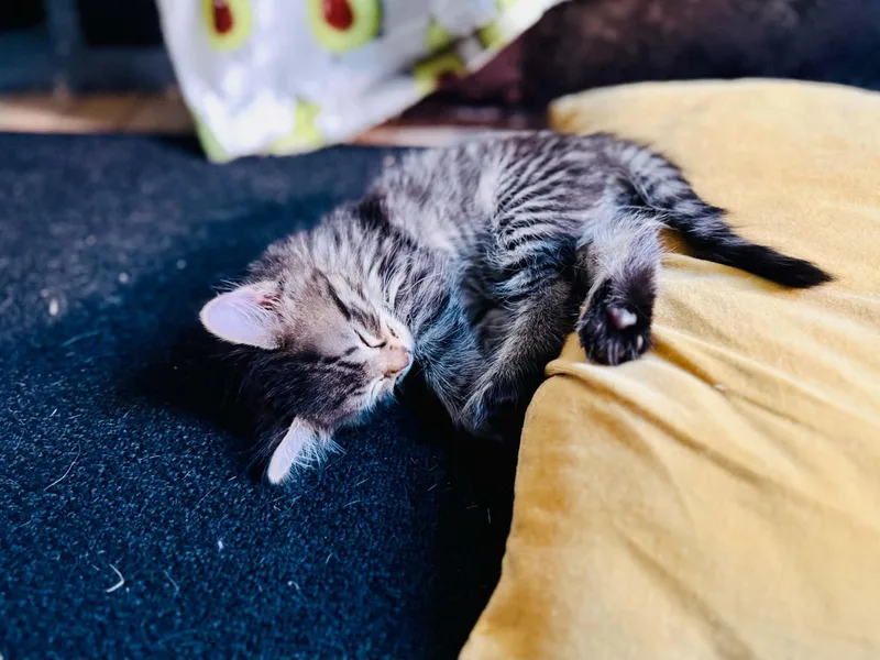 A baby small-sized male Domestic Medium Hair cat named Tuna for adoption in Milwaukee, WI
