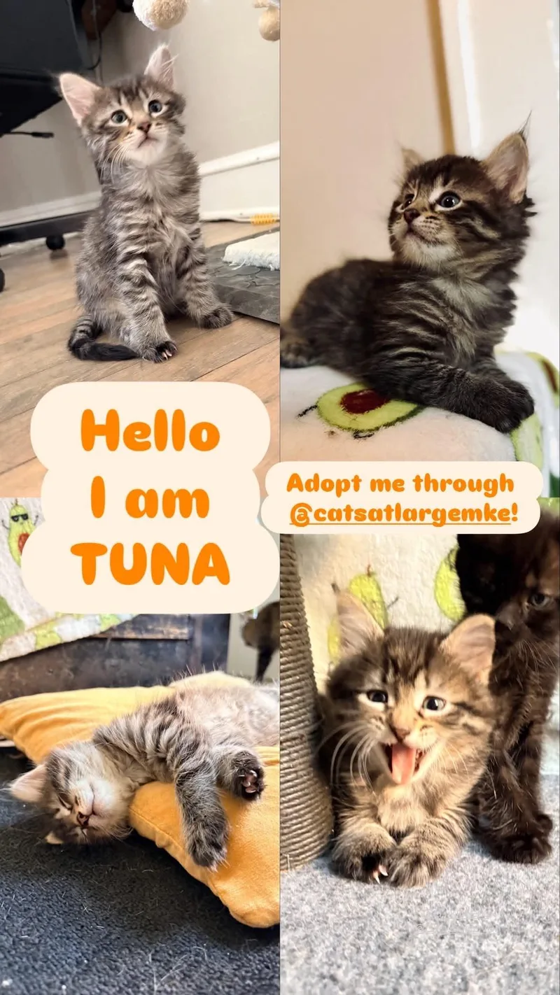 Tuna thumbnail 4