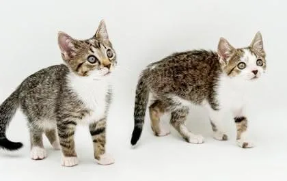Clyde and Bonnie  thumbnail 5
