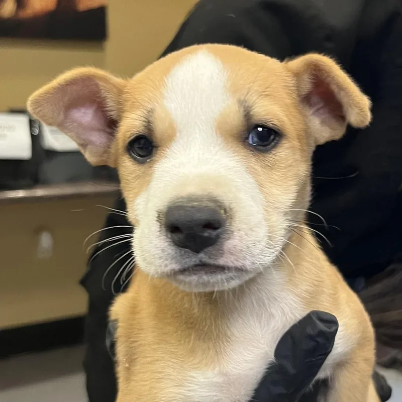 A baby small-sized male Brown / Chocolate Mixed Breed dog named Doc for adoption in Palm Springs, CA