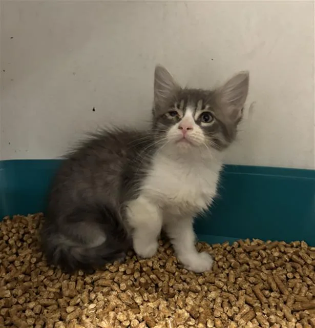 A baby small-sized female Domestic Short Hair cat named Lexi for adoption in Rosenberg, TX
