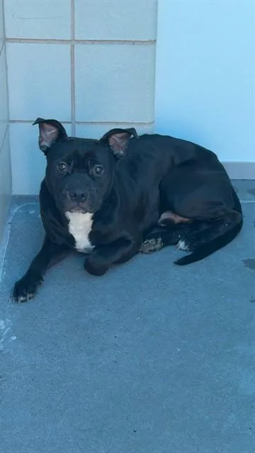 A young medium-sized male Pit Bull Terrier dog named Adam for adoption in Corpus Christi, TX