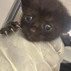 A baby small-sized female Domestic Short Hair cat named Poof for adoption in Jacksonville, FL
