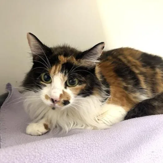 An adult medium-sized female Calico Domestic Short Hair cat named Vienna for adoption in Long Beach, CA