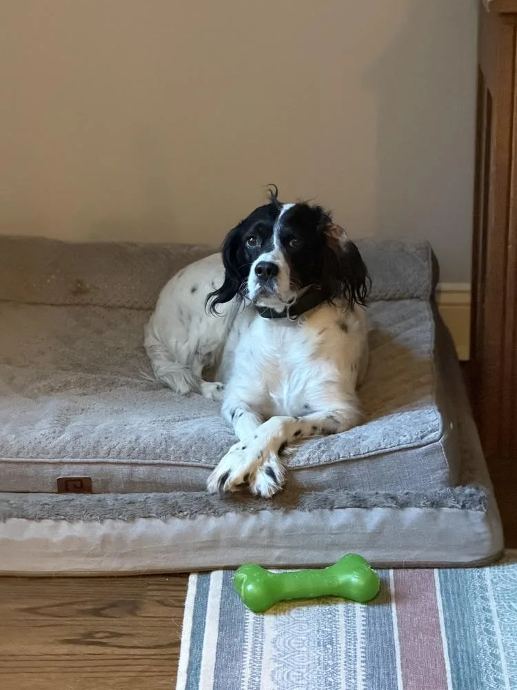 A young medium-sized female Tricolor (Brown, Black, & White) English Setter dog named Daisy for adoption in Hilliard, OH