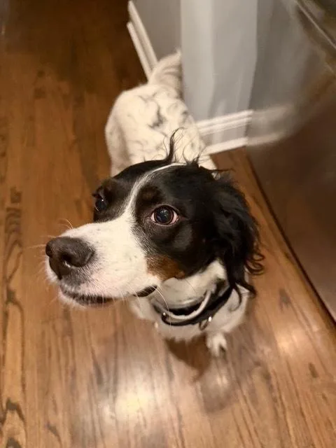 Daisy thumbnail 2