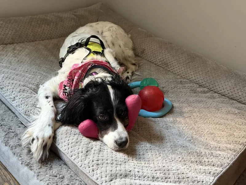 Daisy thumbnail 6