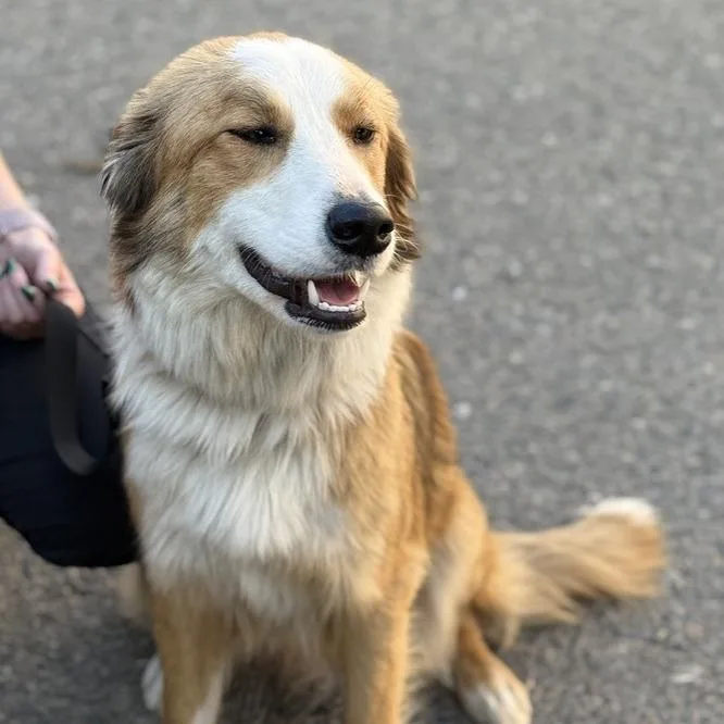 An adult medium-sized female Yellow / Tan / Blond / Fawn Border Collie dog named Bailey for adoption in Fresno, CA