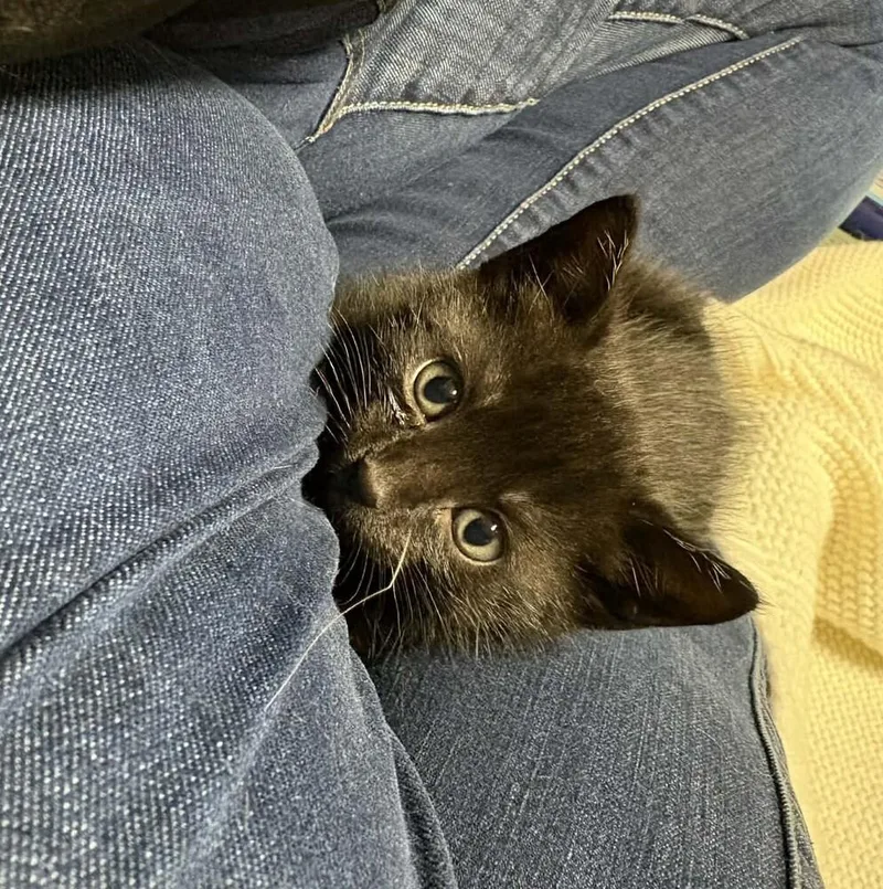 A baby small-sized male Domestic Medium Hair cat named Bogart for adoption in Dallas, TX