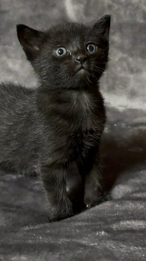 Bogart thumbnail 5