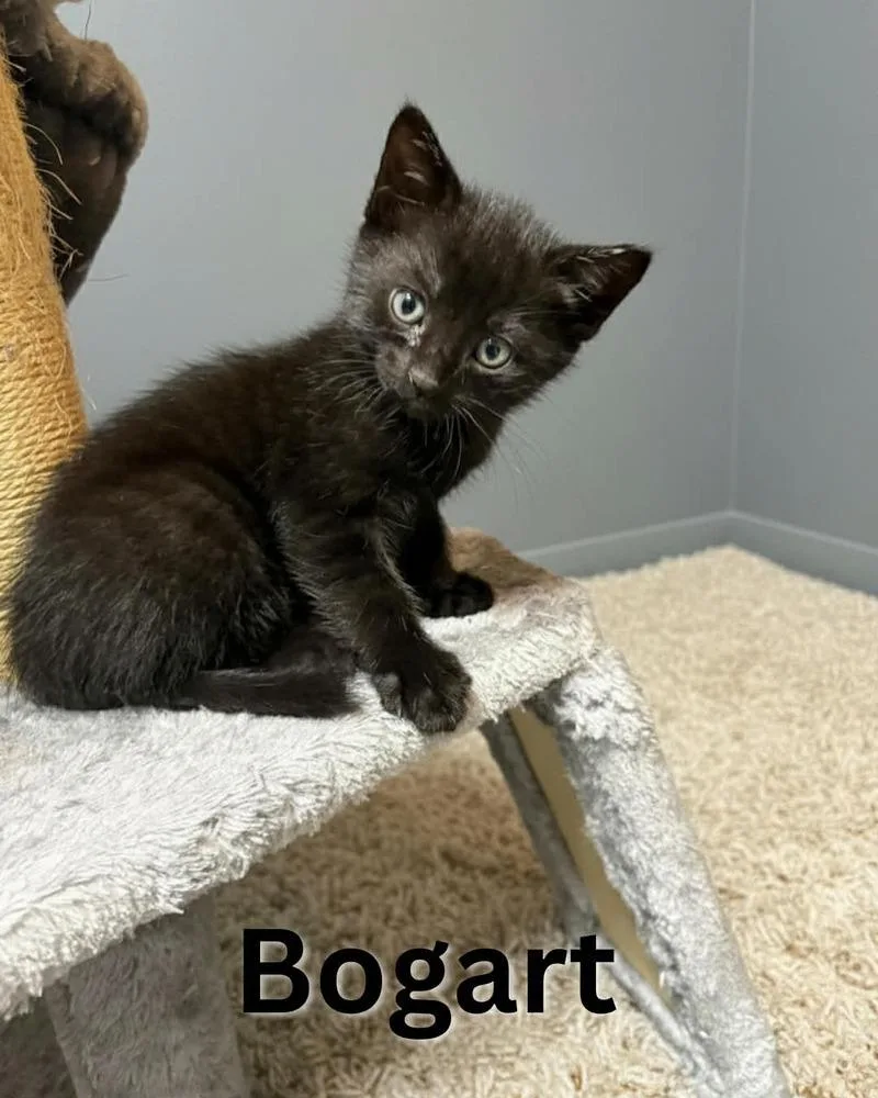 Bogart thumbnail 6