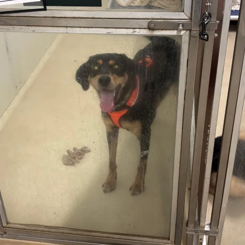 A young large-sized male Black Hound dog named Copper for adoption in Phoenixville, PA