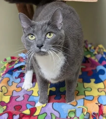 An adult medium-sized female Domestic Short Hair cat named Maxi for adoption in Hastings, NE