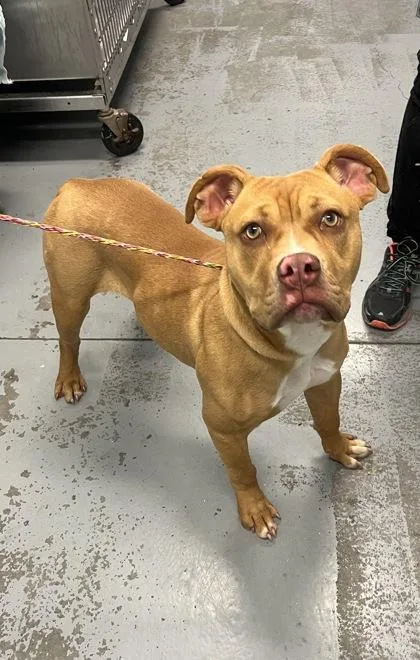 A baby large-sized female Yellow / Tan / Blond / Fawn American Staffordshire Terrier dog named Pua for adoption in Sacramento, CA