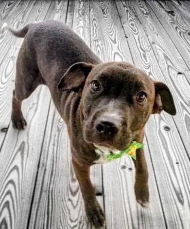 A baby large-sized male Patterdale Terrier / Fell Terrier dog named Jamison for adoption in Fort Myers, FL