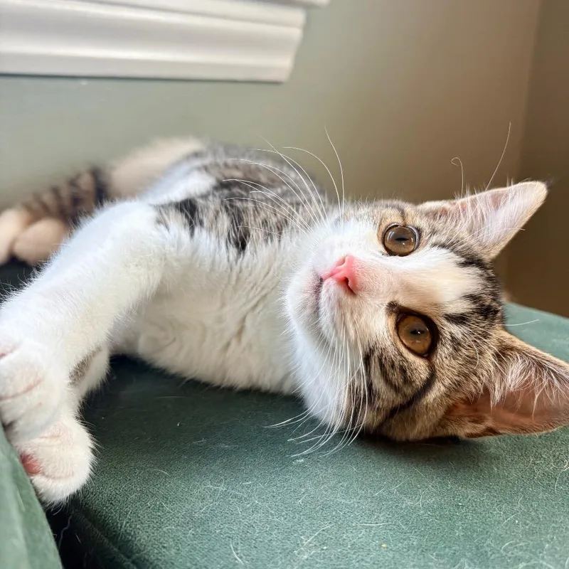 A baby small-sized female Black Domestic Short Hair cat named Klecks for adoption in Wakefield, MA