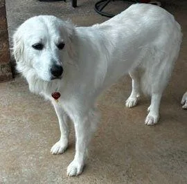 A young extra large-sized female White / Cream Great Pyrenees dog named Willow for adoption in Larkspur, CO