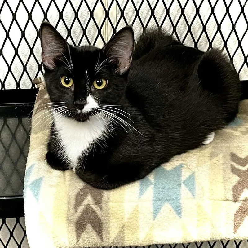 A young medium-sized female Black Domestic Short Hair cat named Gladys for adoption in Inver Grove Heights, MN