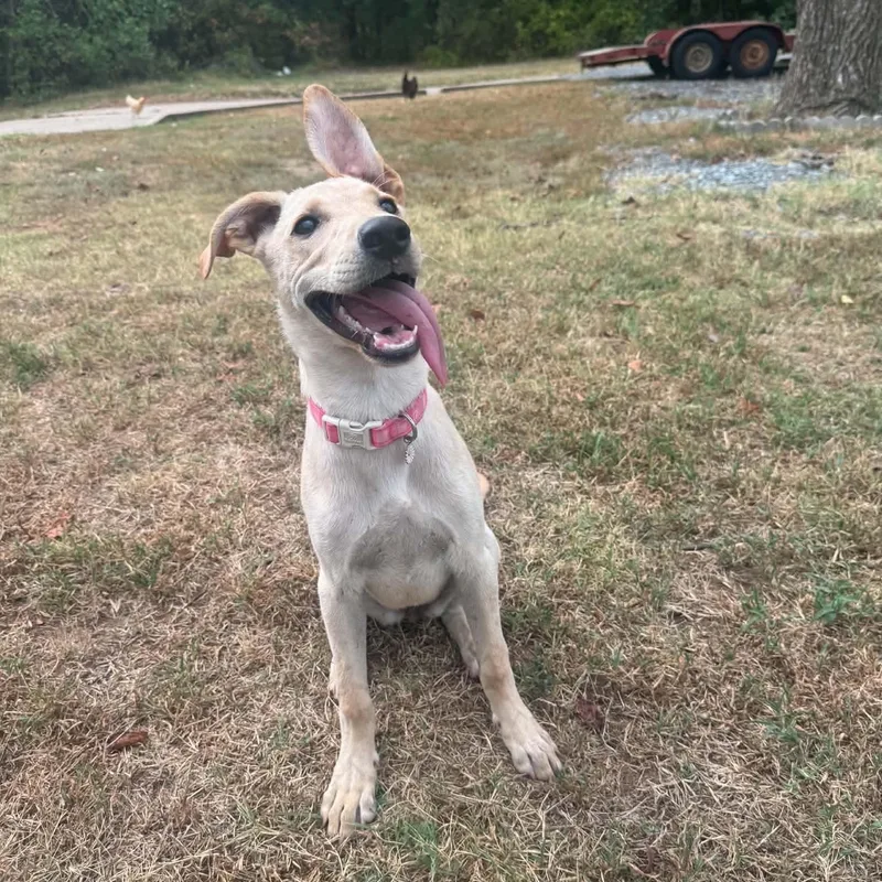 A baby medium-sized female Golden Whippet dog named Stevie for adoption in Chatham, NJ