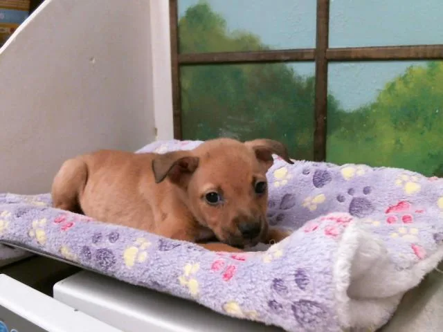 A baby small-sized female Staffordshire Bull Terrier dog named Tilly for adoption in Houston, TX