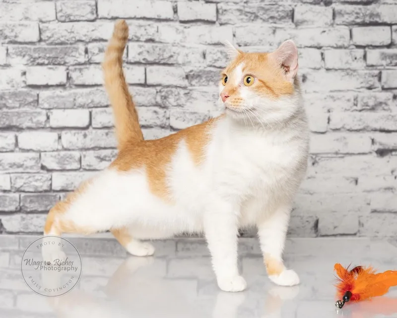 Creamsicle thumbnail 2